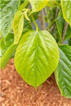 Morus alba 'Giant Fruit' - Maulbeerbaum 'Giant Fruit'