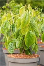 Morus alba 'Giant Fruit' - Maulbeerbaum 'Giant Fruit'