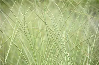 Miscanthus sinensis 'Strictus' - Garten-Zebraschilf 'Strictus'