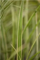 Miscanthus sinensis 'Variegatus' - Garten-Chinaschilf 'Variegatus'