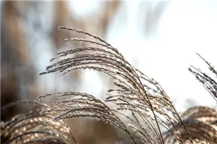 Miscanthus sinensis 'Werner Neufliess' - Garten-Chinaschilf 'Werner Neufliess'