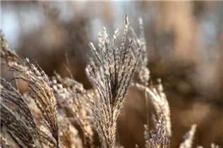 Miscanthus sinensis 'Werner Neufliess' - Garten-Chinaschilf 'Werner Neufliess'