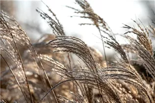 Miscanthus sinensis 'Werner Neufliess' - Garten-Chinaschilf 'Werner Neufliess'