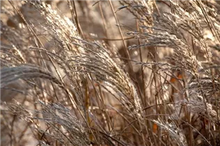 Miscanthus sinensis 'Werner Neufliess' - Garten-Chinaschilf 'Werner Neufliess'