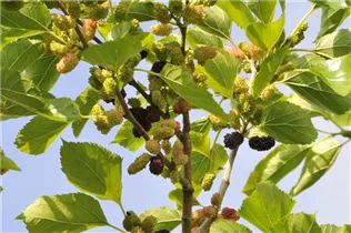 Morus rotundiloba BobBonBerry® 'MojoBerry' - Maulbeere BobBonBerry® 'MojoBerry' Morus rotundiloba BobBonBerry® 'MojoBerry' - Maulbeere BobBonBerry® 'MojoBerry'