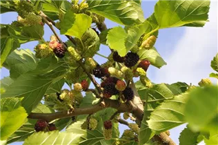 Morus nigra - Schwarze Maulbeere