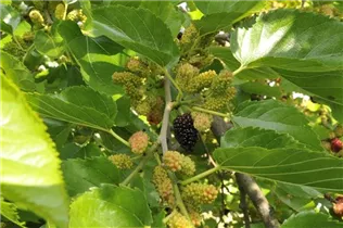 Morus nigra - Schwarze Maulbeere