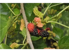 Morus nigra 'Mora' - Schwarzer Maulbeerbaum 'Mora' Morus nigra 'Mora' - Schwarzer Maulbeerbaum 'Mora'