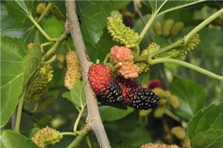 Morus nigra 'Mora' - Schwarzer Maulbeerbaum 'Mora' Morus nigra 'Mora' - Schwarzer Maulbeerbaum 'Mora'