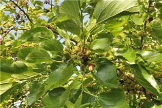 Morus nigra - Schwarze Maulbeere