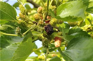 Morus nigra - Schwarze Maulbeere