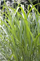Miscanthus x giganteus - Riesen-Landschilf Miscanthus x giganteus - Riesen-Landschilf