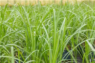 Miscanthus x giganteus - Riesen-Landschilf Miscanthus x giganteus - Riesen-Landschilf