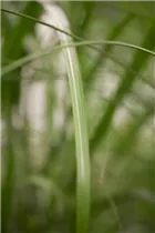 Miscanthus x giganteus - Riesen-Landschilf Miscanthus x giganteus - Riesen-Landschilf