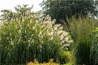 Miscanthus x giganteus - Riesen-Landschilf Miscanthus x giganteus - Riesen-Landschilf