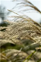 Miscanthus x giganteus - Riesen-Landschilf Miscanthus x giganteus - Riesen-Landschilf