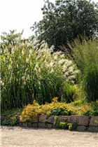 Miscanthus x giganteus - Riesen-Landschilf Miscanthus x giganteus - Riesen-Landschilf