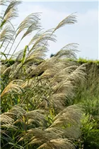 Miscanthus x giganteus - Riesen-Landschilf Miscanthus x giganteus - Riesen-Landschilf