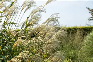 Miscanthus x giganteus - Riesen-Landschilf Miscanthus x giganteus - Riesen-Landschilf