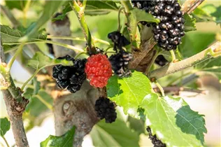 Morus rotundiloba BobBonBerry® 'MojoBerry' - Maulbeere BobBonBerry® 'MojoBerry' Morus rotundiloba BobBonBerry® 'MojoBerry' - Maulbeere BobBonBerry® 'MojoBerry'