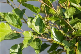 Morus rotundiloba BobBonBerry® 'MojoBerry' - Maulbeere BobBonBerry® 'MojoBerry' Morus rotundiloba BobBonBerry® 'MojoBerry' - Maulbeere BobBonBerry® 'MojoBerry'