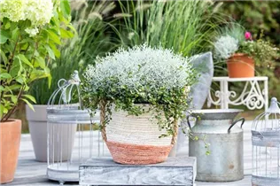 Mueca - Drahtstrauch-Gitterkraut