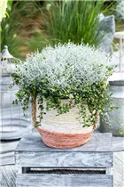 Mueca - Drahtstrauch-Gitterkraut