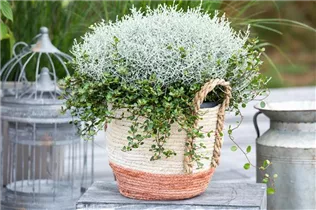 Mueca - Drahtstrauch-Gitterkraut