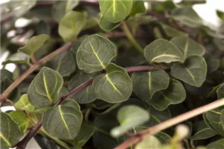 Mitchella repens - Echte Rebhunbeere