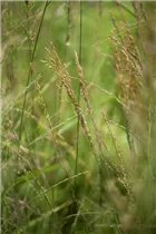 Molinia arundinacea 'Karl Foerster' - Hohes Garten-Pfeifengras 'Karl Foerster' Molinia arundinacea 'Karl Foerster' - Hohes Garten-Pfeifengras 'Karl Foerster'
