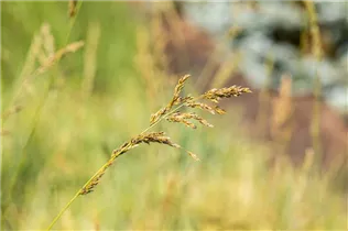 Molinia arundinacea 'Windspiel' - Hohes Garten-Pfeifengras 'Windspiel'