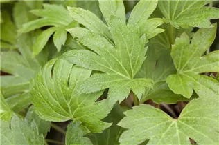 Mukdenia rossii - Ahornblatt Mukdenia rossii - Ahornblatt