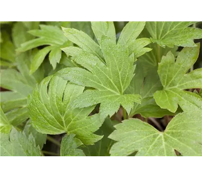 Mukdenia rossii - Ahornblatt Mukdenia rossii - Ahornblatt