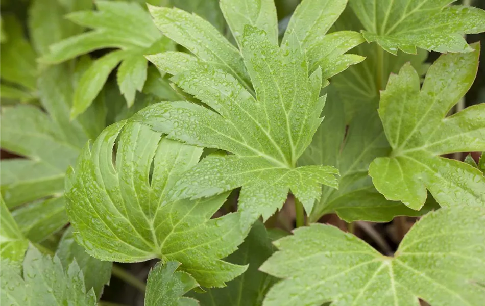 Mukdenia rossii Mukdenia rossii