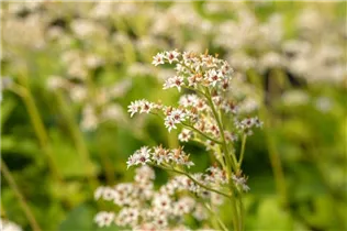 Mukdenia rossii - Ahornblatt Mukdenia rossii - Ahornblatt