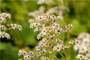 Mukdenia rossii - Ahornblatt Mukdenia rossii - Ahornblatt