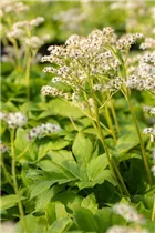 Mukdenia rossii - Ahornblatt Mukdenia rossii - Ahornblatt