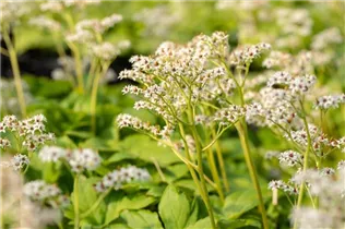 Mukdenia rossii - Ahornblatt Mukdenia rossii - Ahornblatt