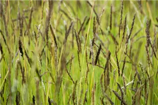 Molinia caerulea - Kleines Pfeifengras