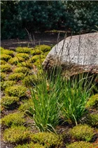 Molinia caerulea - Kleines Pfeifengras