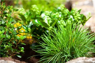 Molinia caerulea - Kleines Pfeifengras