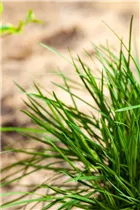 Molinia caerulea - Kleines Pfeifengras