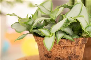 Murdannia loriformis 'Bright Star' - Peking-Gras 'Bright Star' Murdannia loriformis 'Bright Star' - Peking-Gras 'Bright Star'