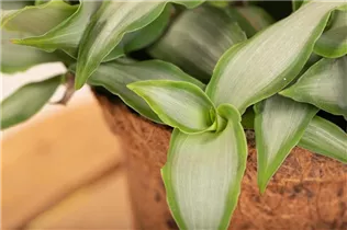 Murdannia loriformis 'Bright Star' - Peking-Gras 'Bright Star' Murdannia loriformis 'Bright Star' - Peking-Gras 'Bright Star'