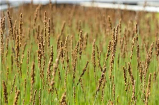 Molinia caerulea 'Moorhexe' - Kleines Garten-Pfeifengras 'Moorhexe'