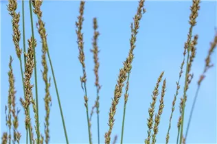 Molinia caerulea 'Moorhexe' - Kleines Garten-Pfeifengras 'Moorhexe'