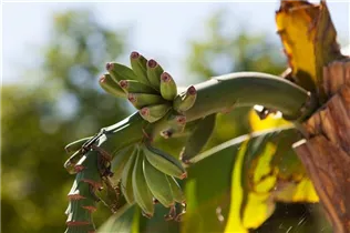 Musa basjoo - Japanische Faserbanane Musa basjoo - Japanische Faserbanane