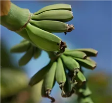 Musa basjoo - Japanische Faserbanane Musa basjoo - Japanische Faserbanane