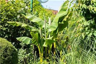 Musa basjoo - Japanische Faserbanane Musa basjoo - Japanische Faserbanane