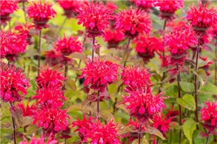 Monarda didyma 'Bee-Happy'® - Garten-Indianernessel 'Bee-Happy'®
